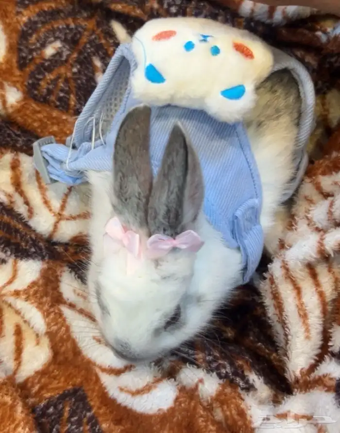 أرنب للبيع ذكر 0