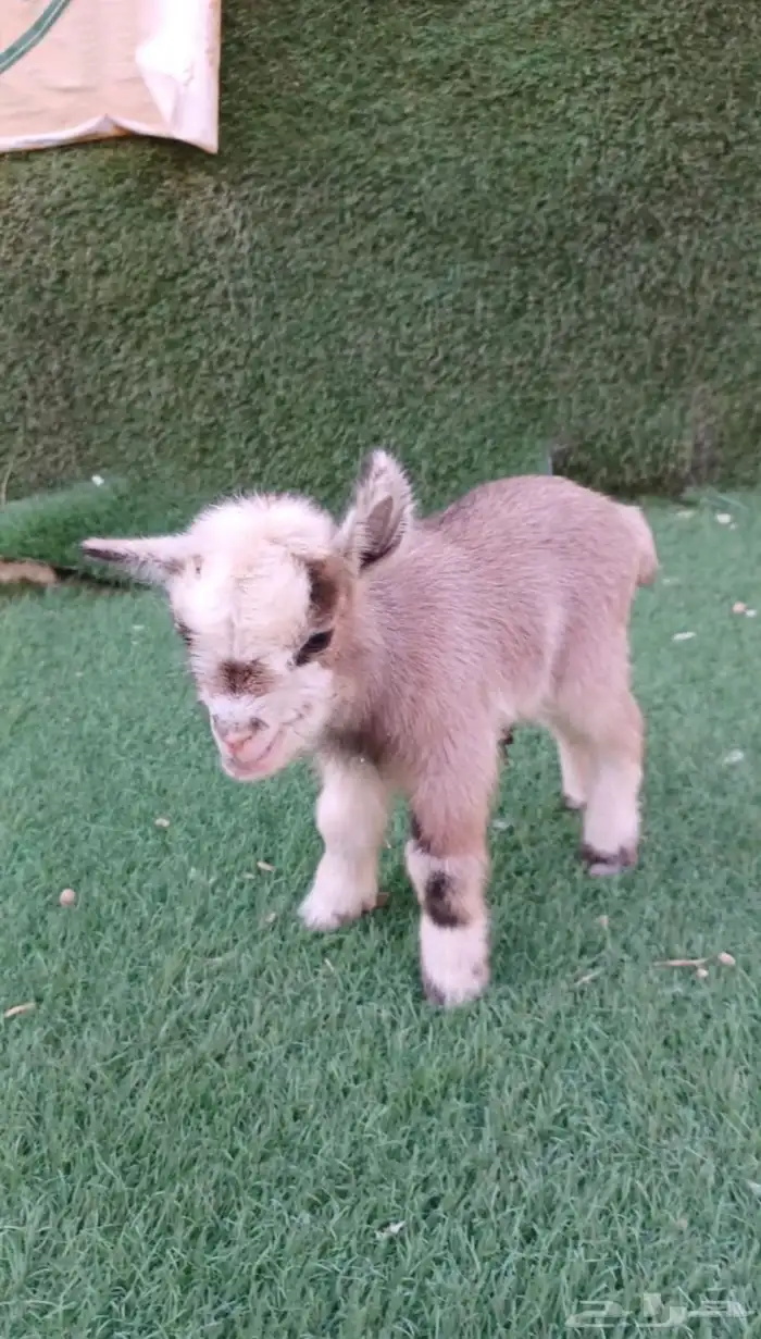 الماعز القزم الصغير 16