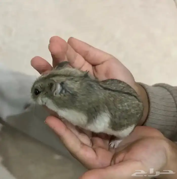 هامسترات روسيه 0