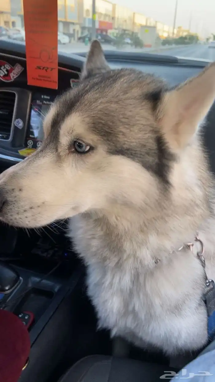 للبيع كلابه 0