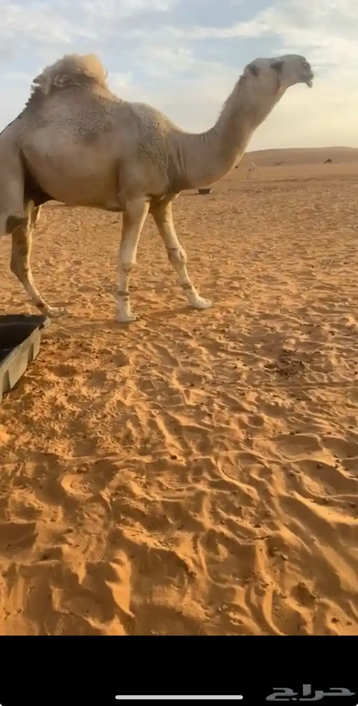 قعود اوضح جذع 0