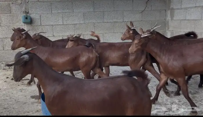 معزا دهم عدد 8 10