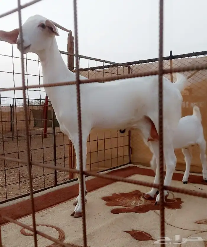 عنز برصى تحتها تيس 2