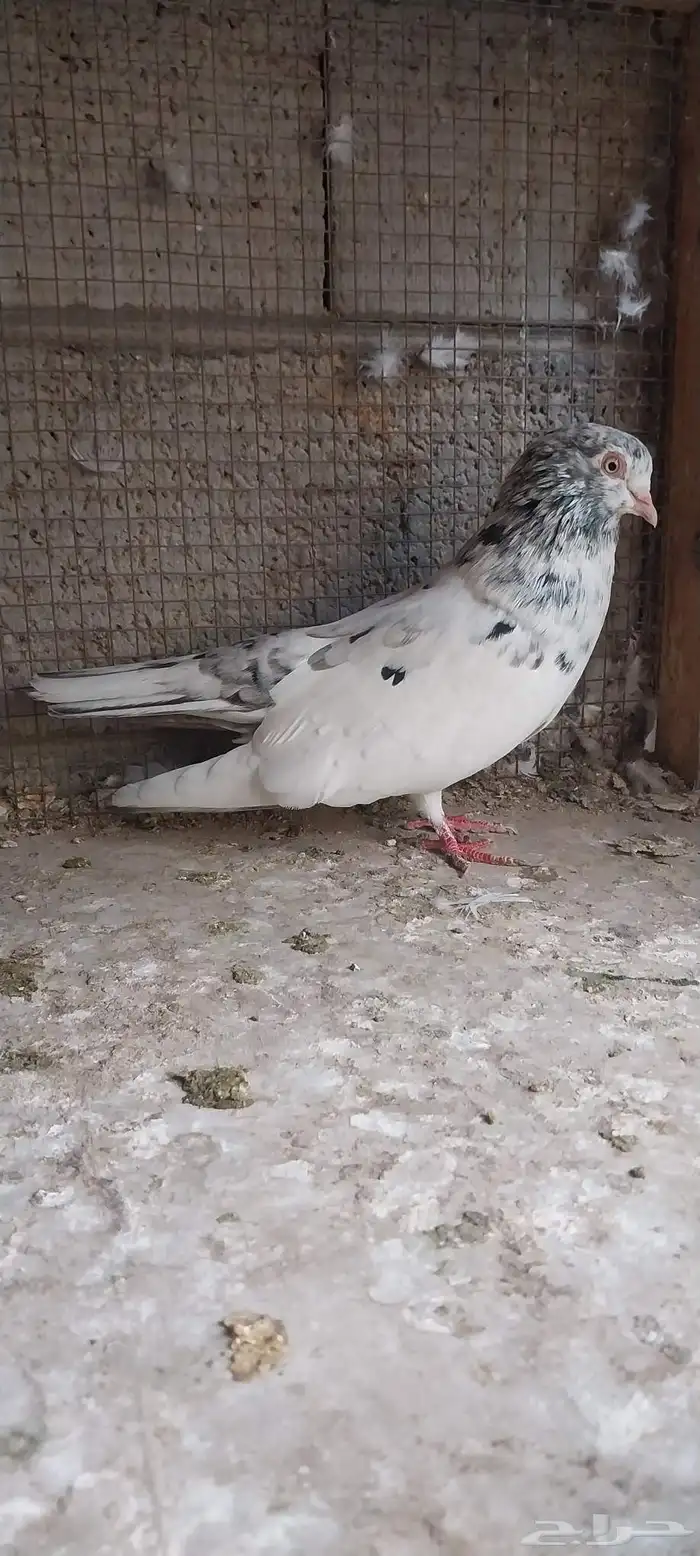 جوز قلابي انجليزي 0