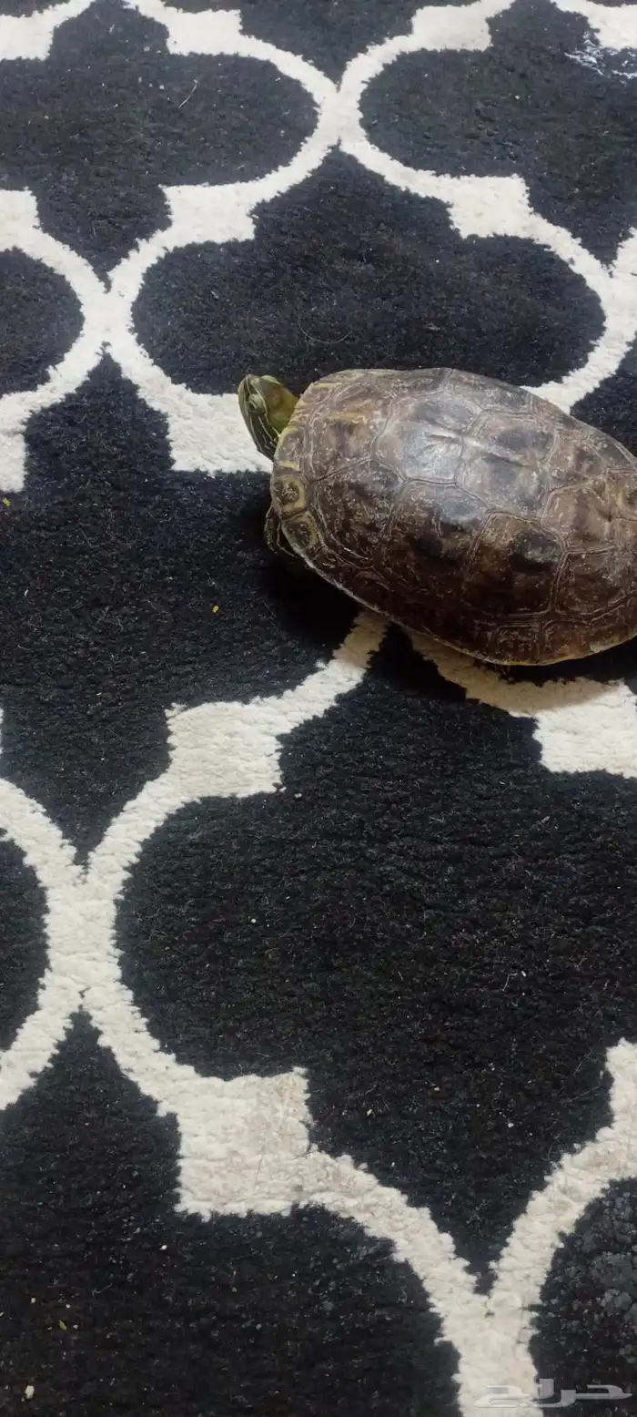 سلحفاة قزوين برمائيه 1