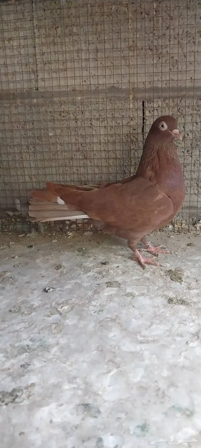 جوز قلابي انجليزي 1