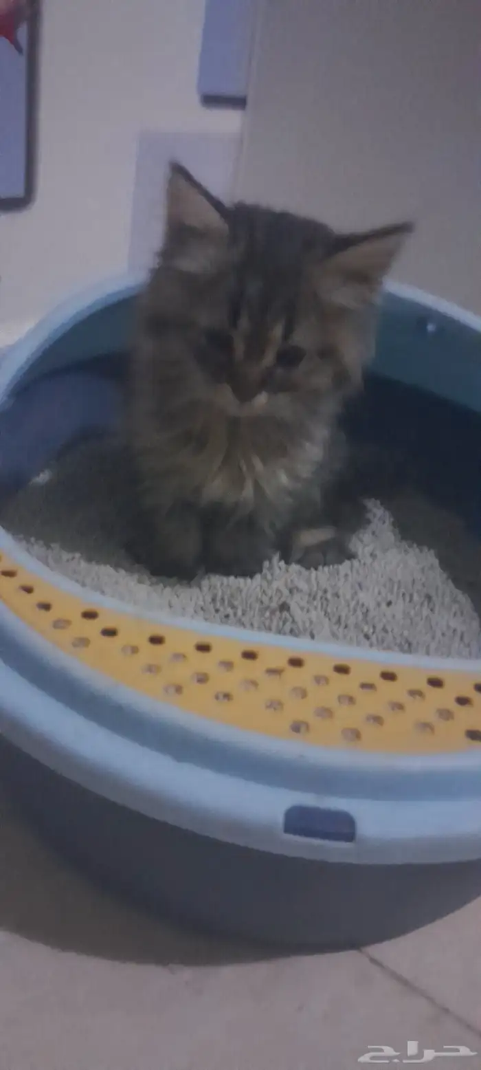 قطة شيرازي 0