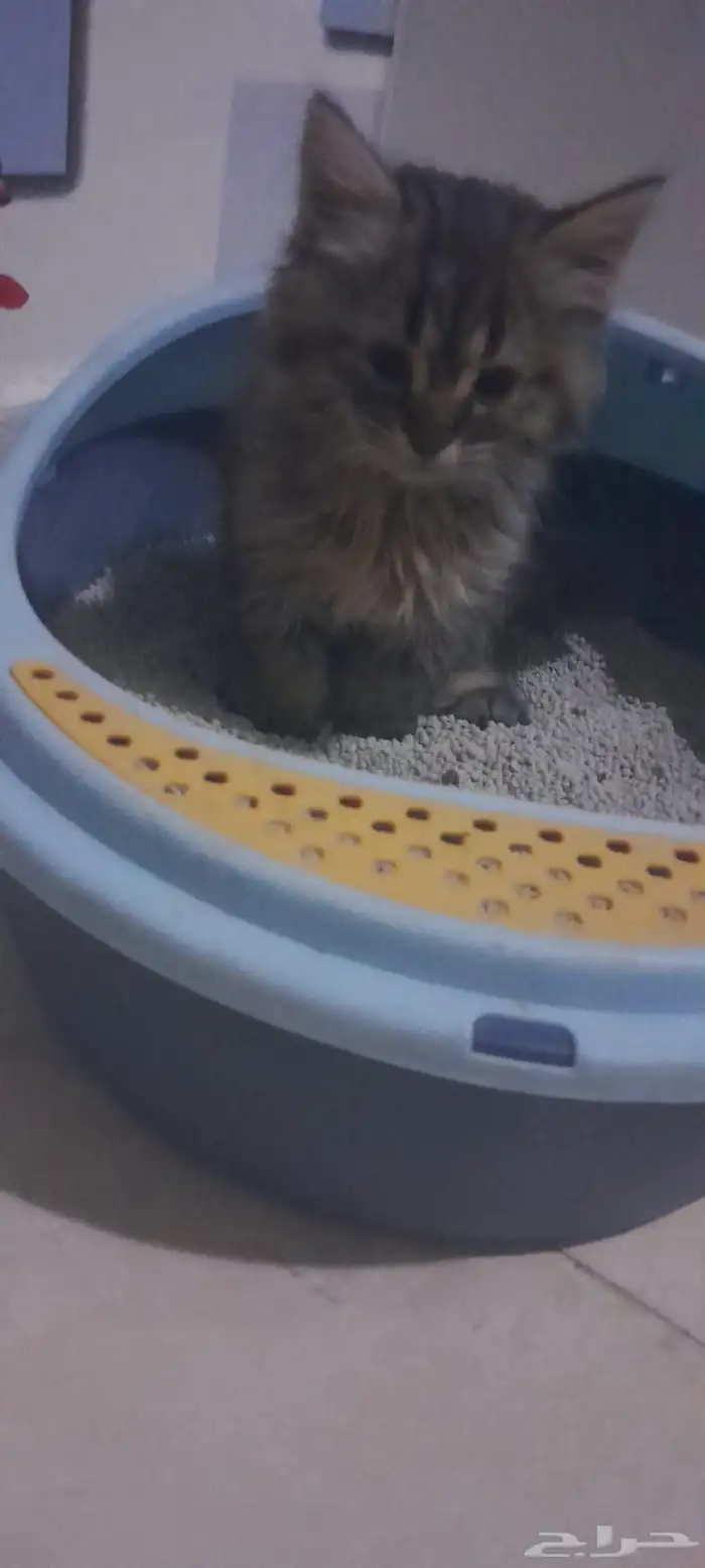 قطة شيرازي 1