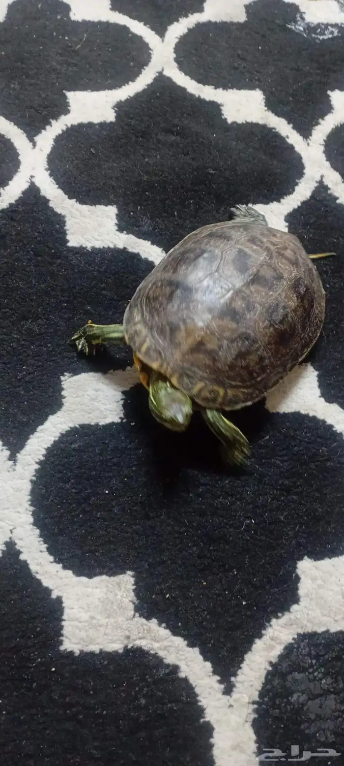 سلحفاة قزوين برمائيه 0