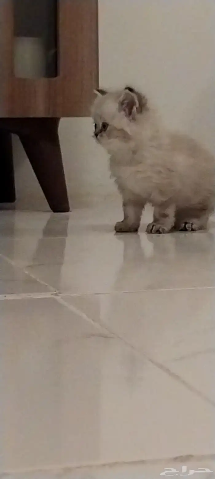 قطه هملايا للبيع على السوم للتواصل على هذا الرقم 0