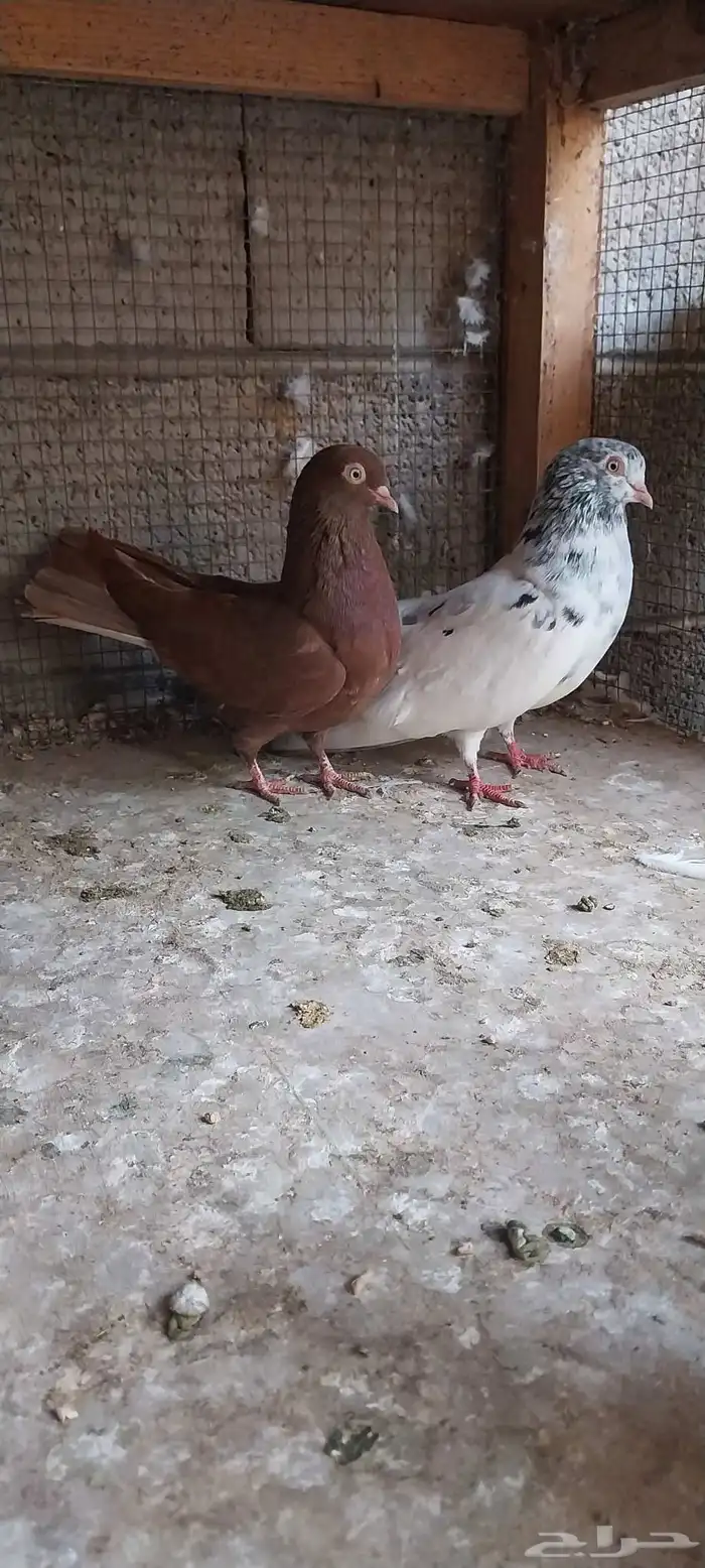 جوز قلابي انجليزي 2