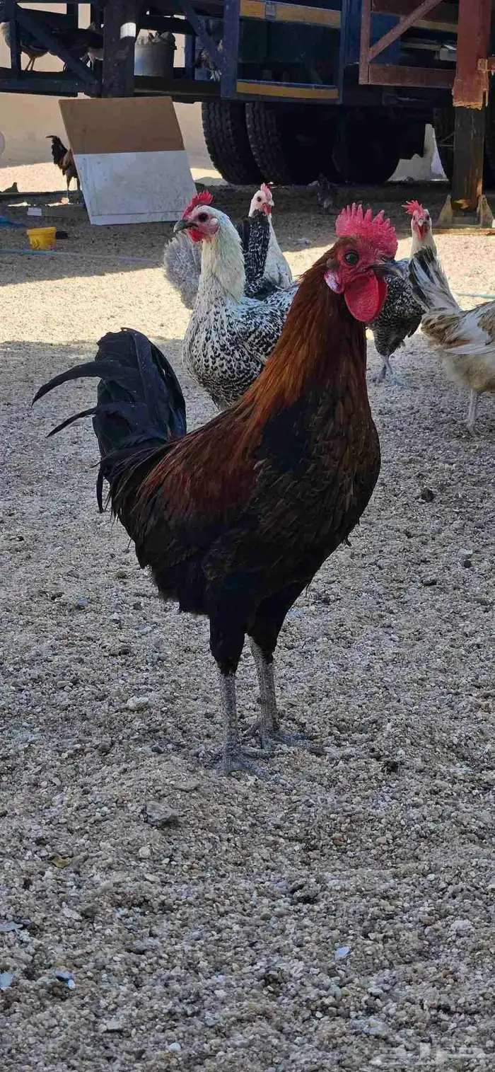 ديك للبيع العدد 7 بلدي دجاج 9