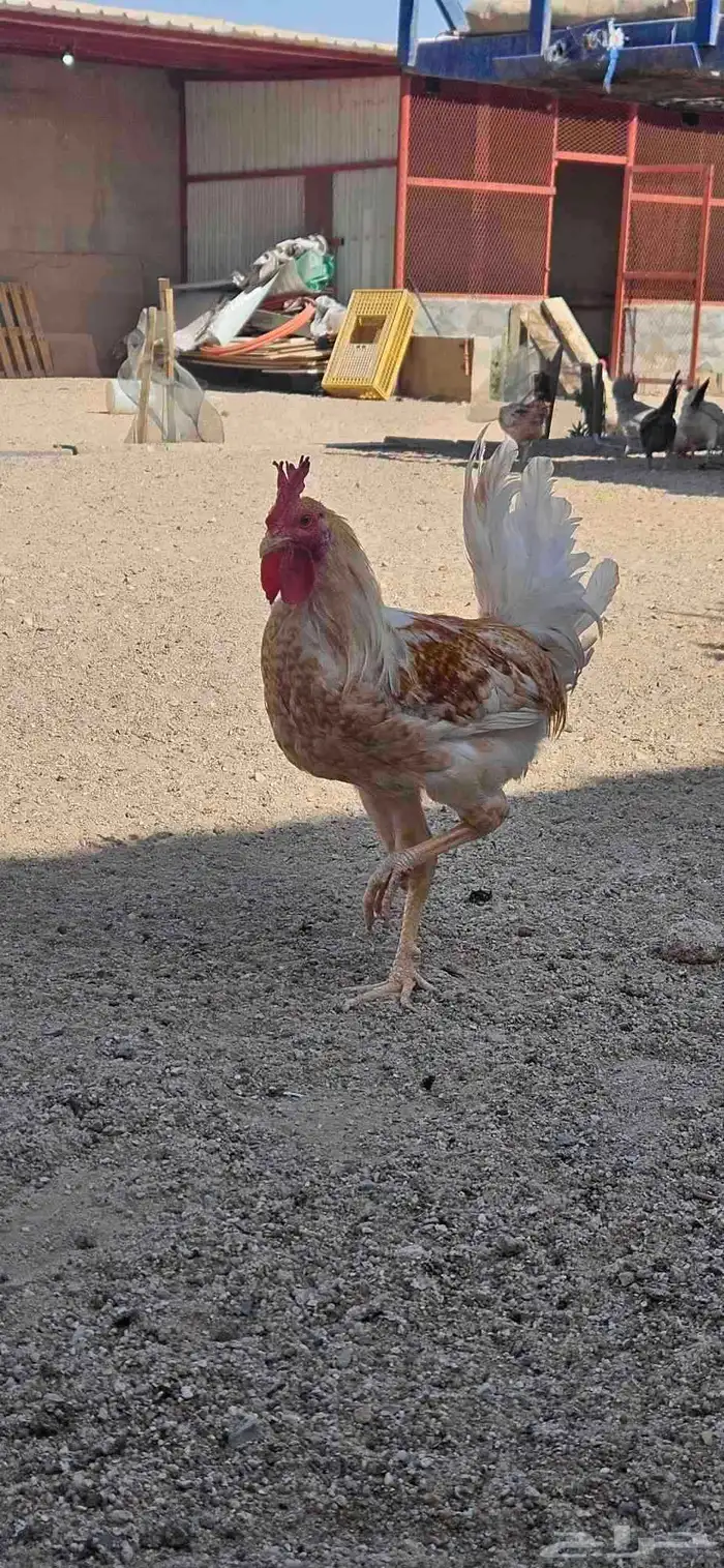 ديك للبيع العدد 7 بلدي دجاج 3