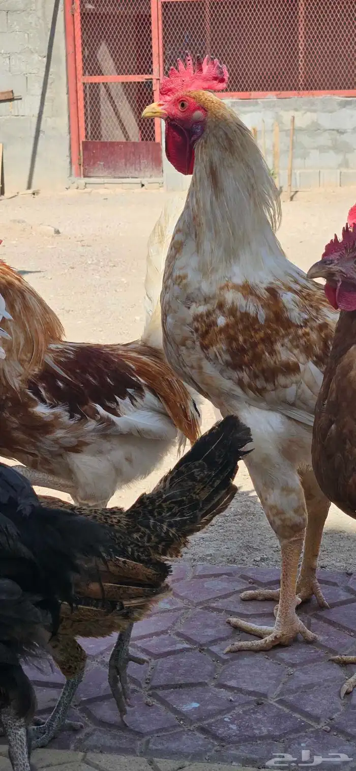 ديك للبيع العدد 7 بلدي دجاج 11