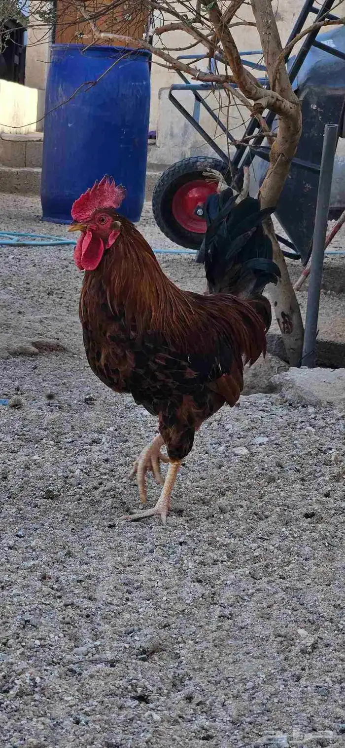 ديك للبيع العدد 7 بلدي دجاج 7