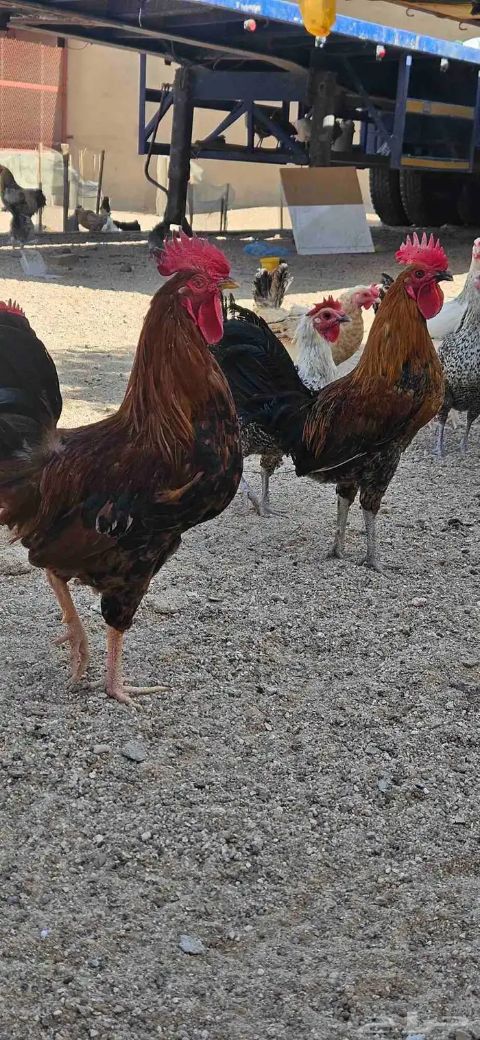 ديك للبيع العدد 7 بلدي دجاج 1