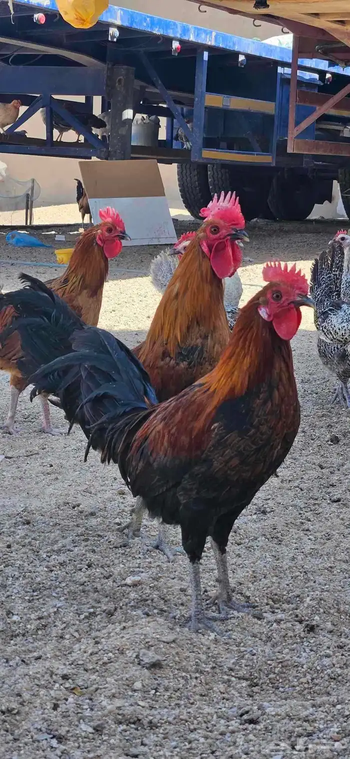 ديك للبيع العدد 7 بلدي دجاج 5