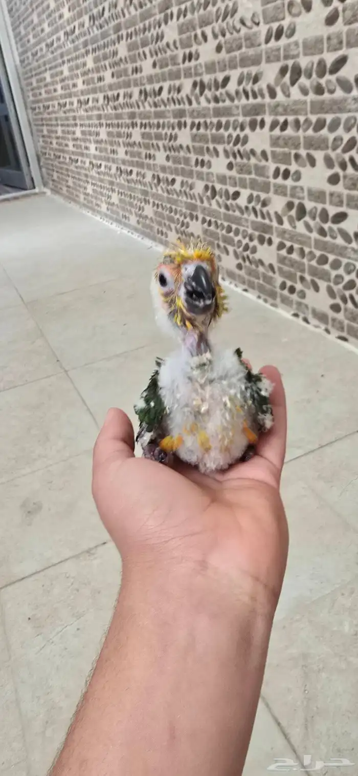 عصفور صن كنيور العمر شهر السعر 800 قابل للتفاوض 2