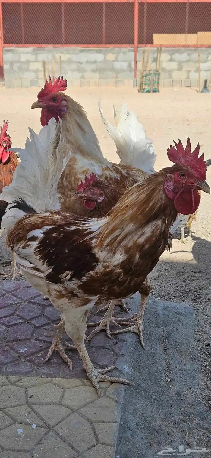 ديك للبيع العدد 7 بلدي دجاج 12