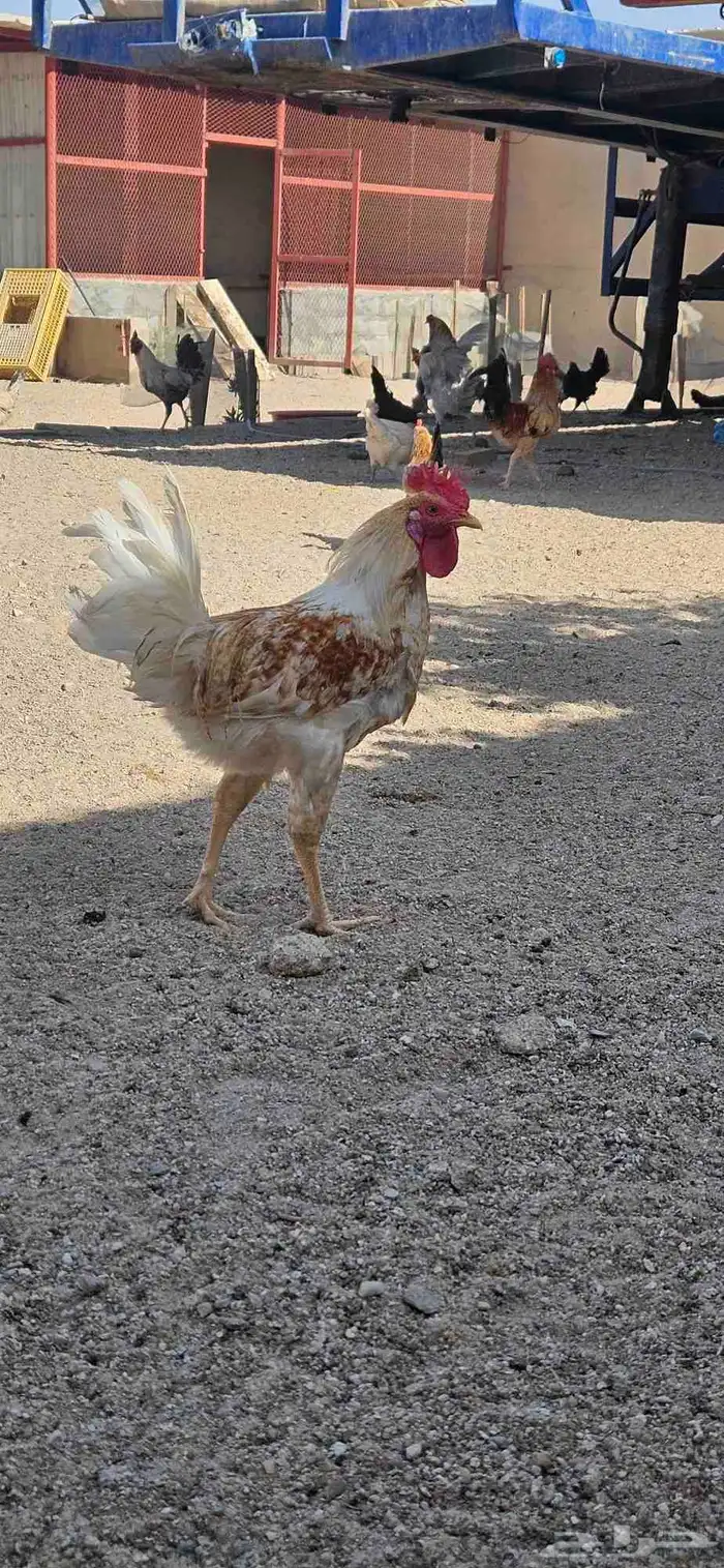 ديك للبيع العدد 7 بلدي دجاج 13