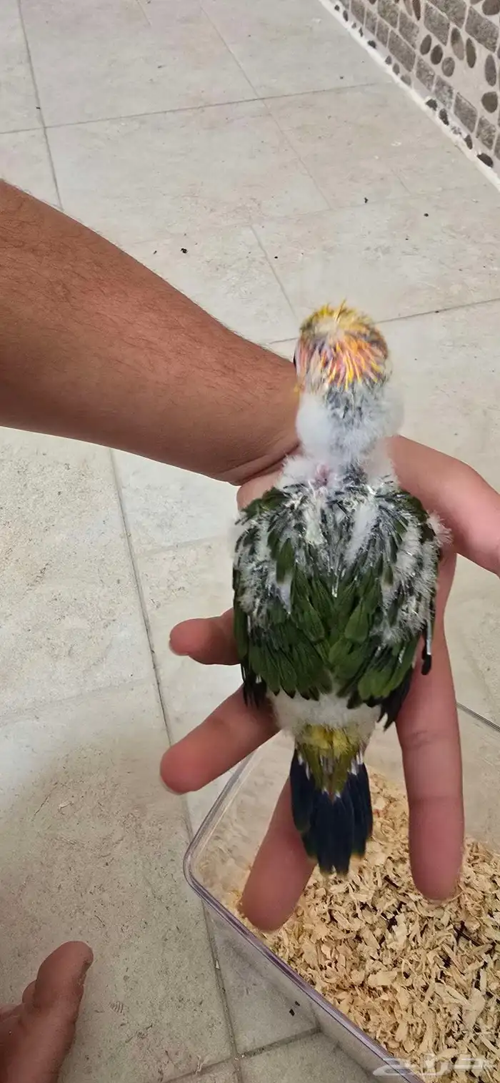 عصفور صن كنيور العمر شهر السعر 800 قابل للتفاوض 0