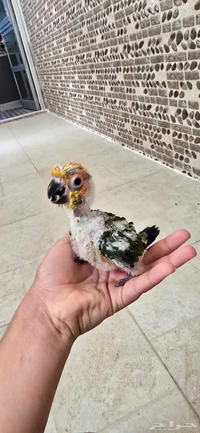 عصفور صن كنيور العمر شهر السعر 800 قابل للتفاوض 1