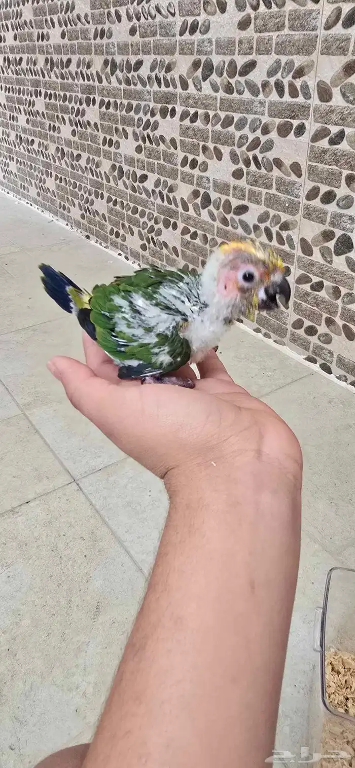 عصفور صن كنيور العمر شهر السعر 800 قابل للتفاوض 3