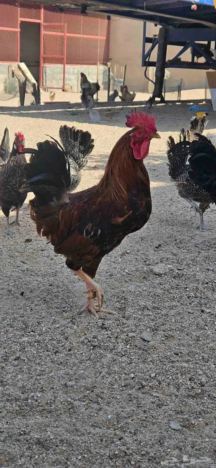 ديك للبيع العدد 7 بلدي دجاج 10