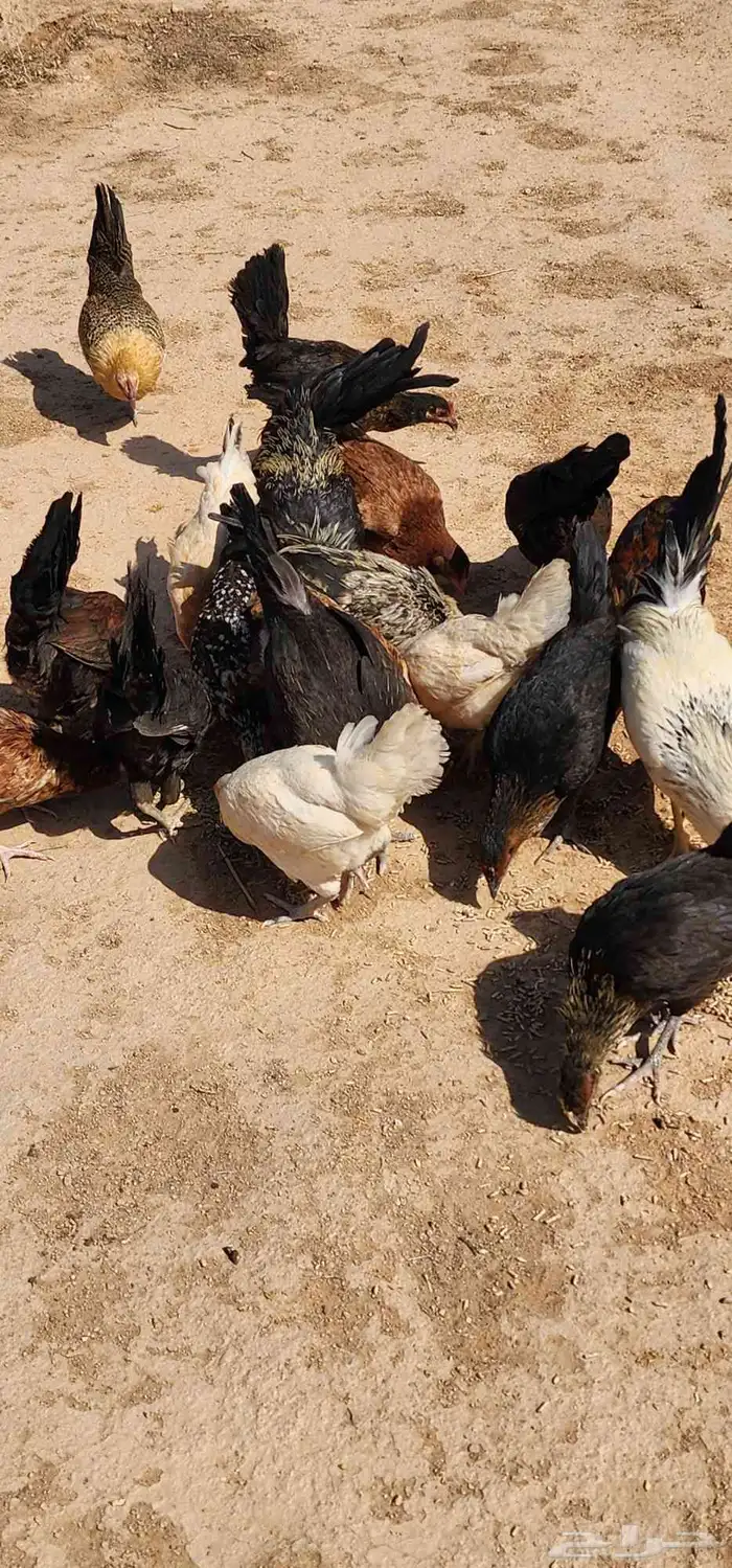 دجاج بلدي العمر تقريبا 6 اشهر 1