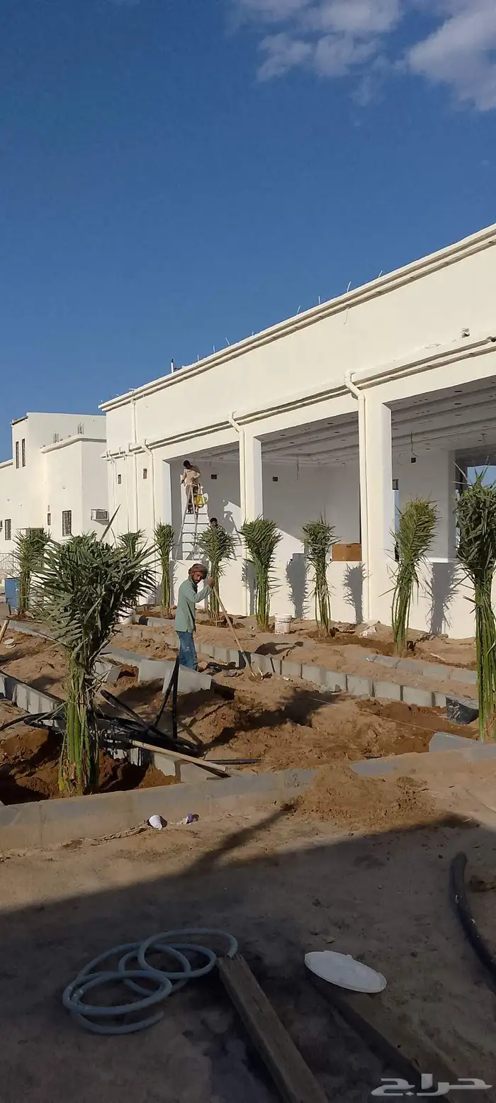 نخل للبيع الرياض 5