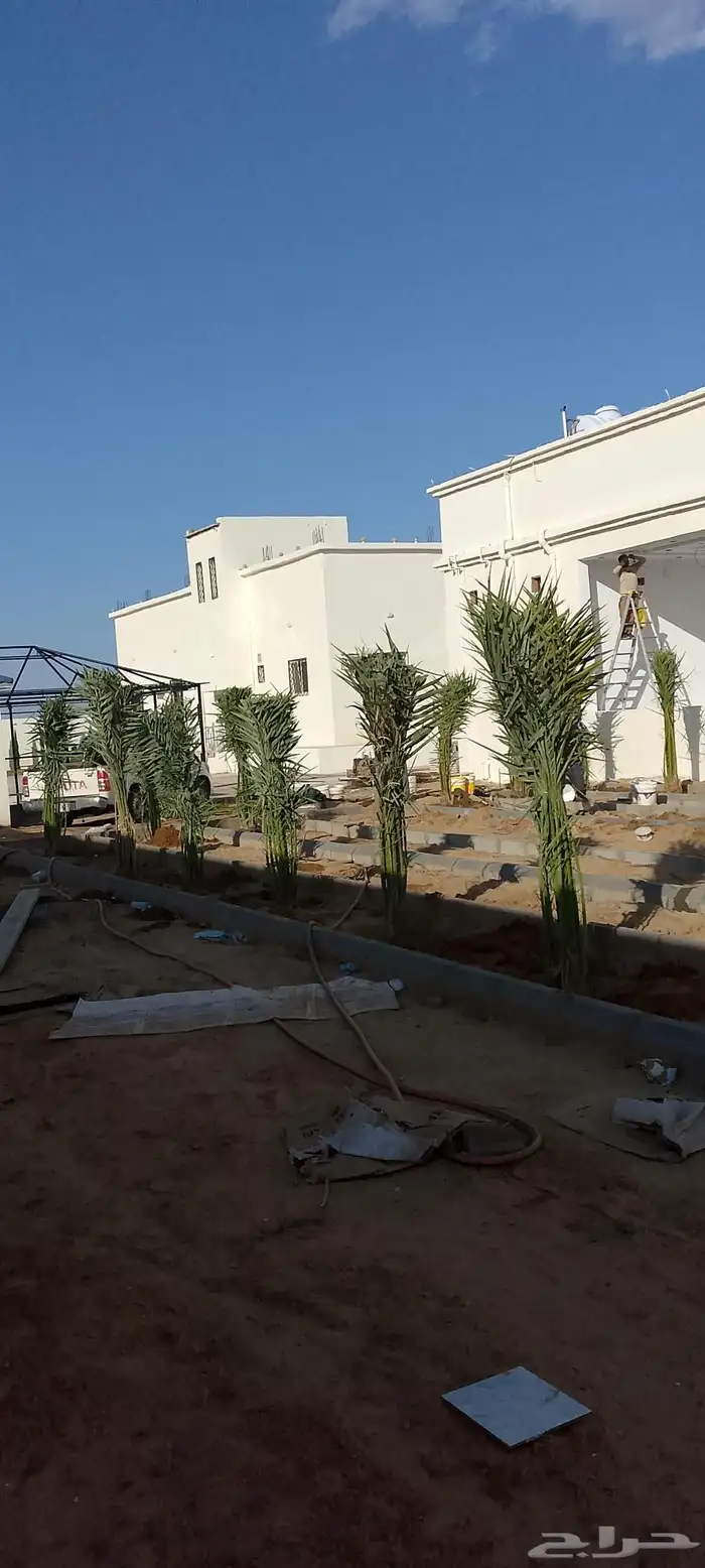 نخل للبيع الرياض 3