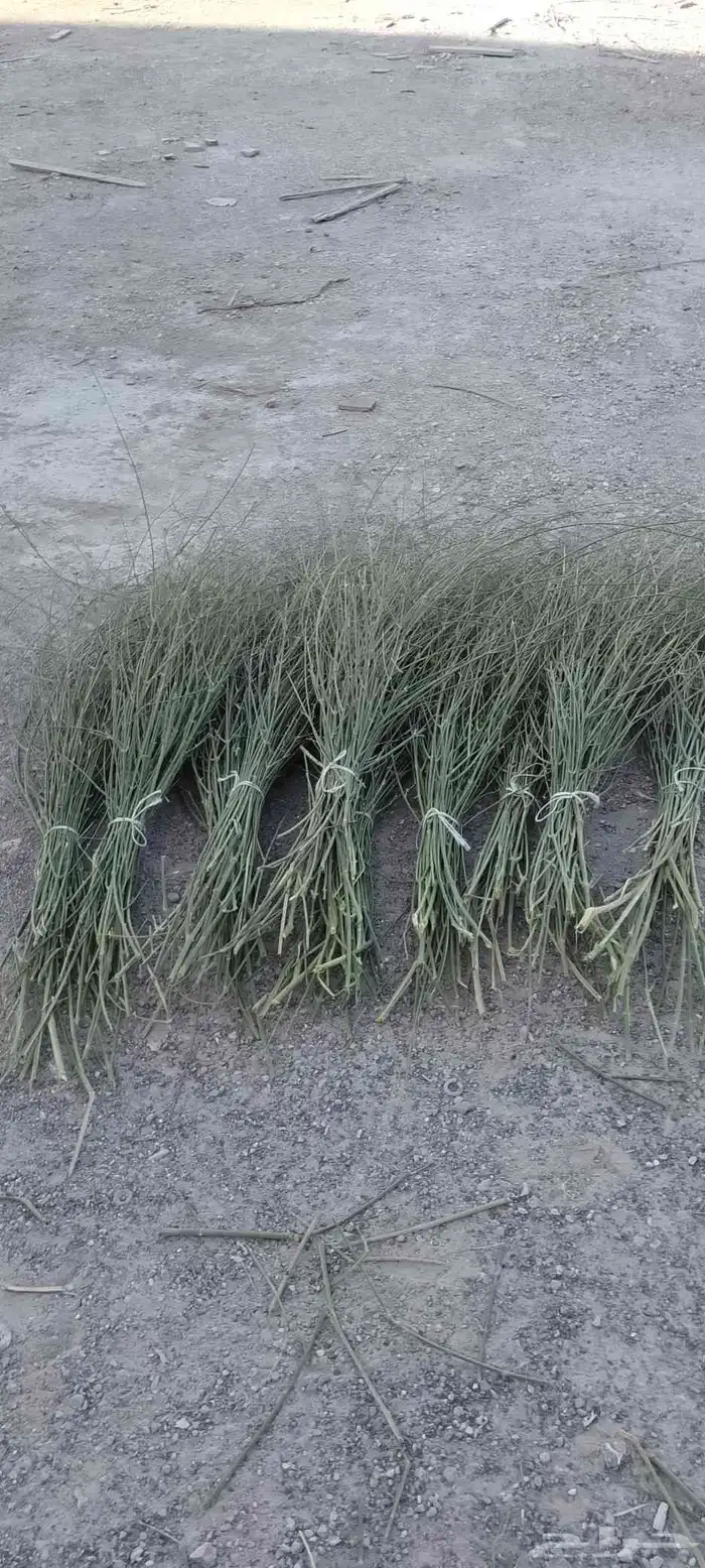 مرخ طازج للبيع 1