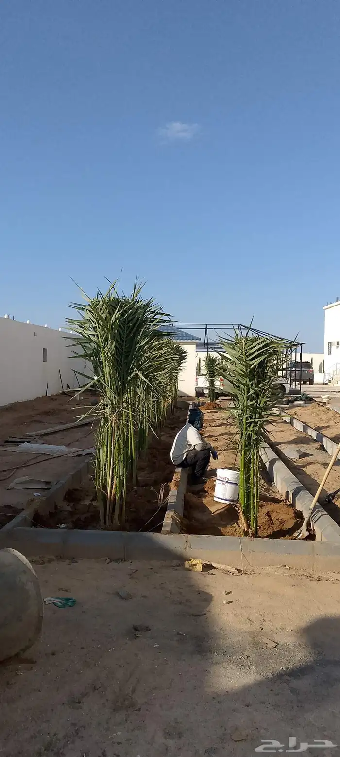 نخل للبيع الرياض 4