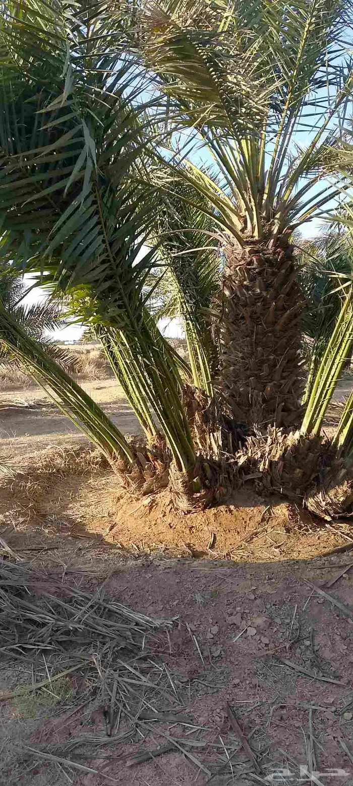 نخل للبيع الرياض 0