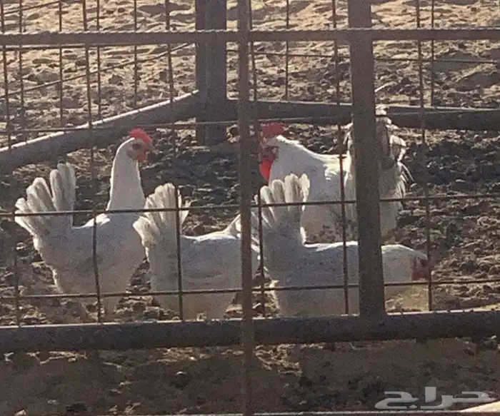 دجاج فيومي بشاير 0