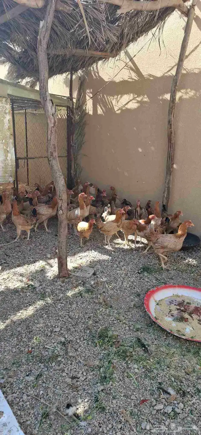 دجاج بشاير العمر 4 اشهر ونص 0