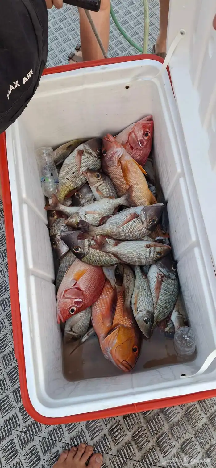 رحلات صيد القارب يسع 10اشخاض 0