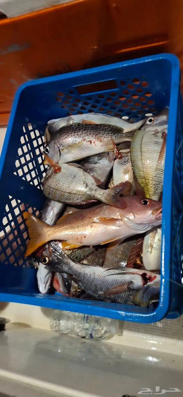 رحلات صيد القارب يسع 10اشخاض 1