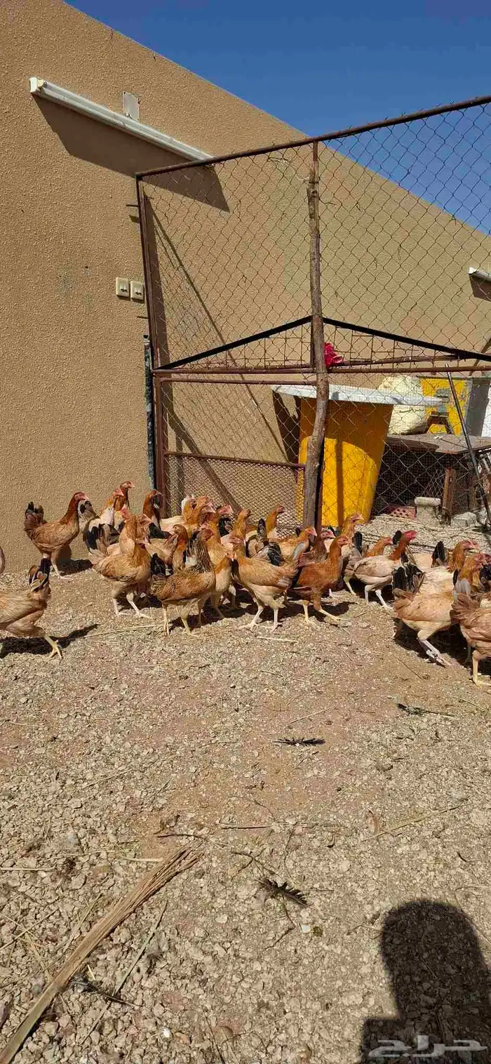 دجاج بشاير العمر 4 اشهر ونص 1