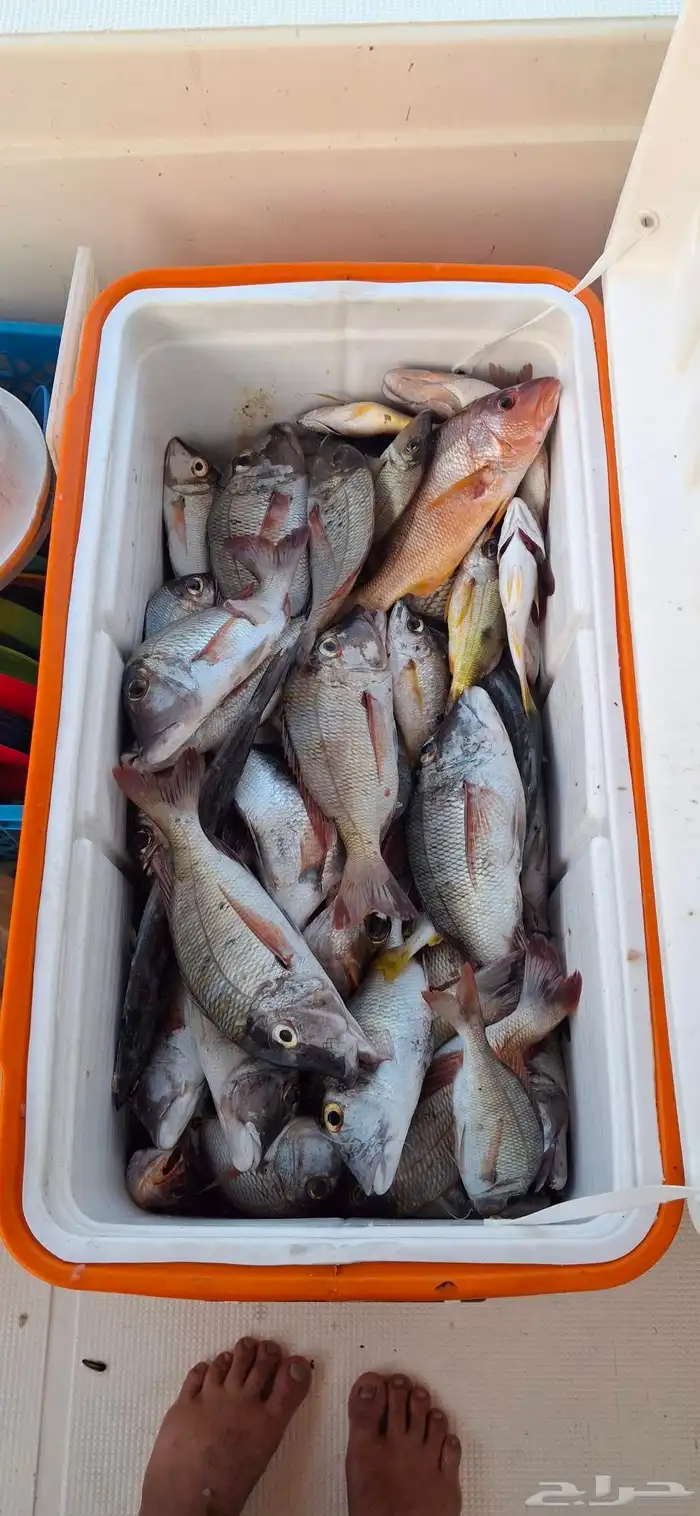 رحلات صيد القارب يسع 10اشخاض 3