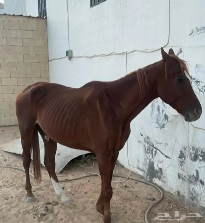حصان للبيع 1