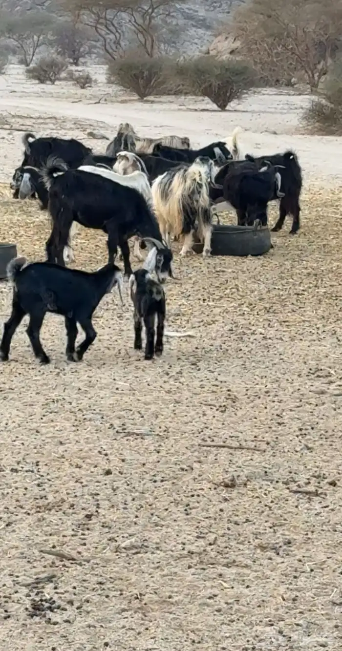 معزا عوارض 6