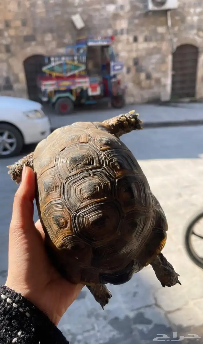 للبيع سلاحف بريه سورية مستوردة 5