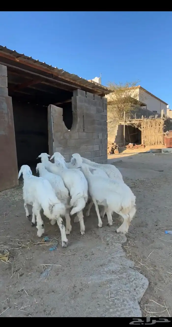 ارخال إعمار من 5شهور الي 6 شهور 1