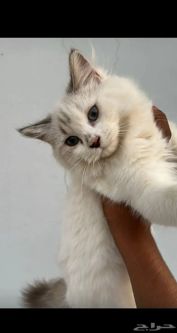 قطتين للتبني 0