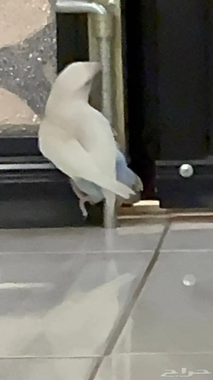 عصفورتي ضايعه 1