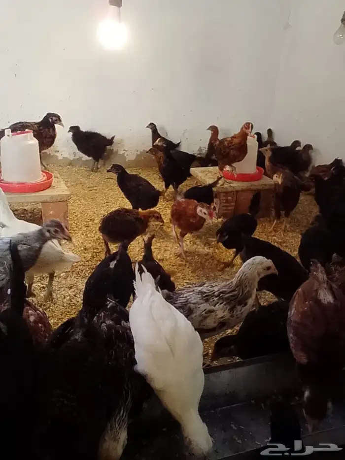 دجاج بلدي 1