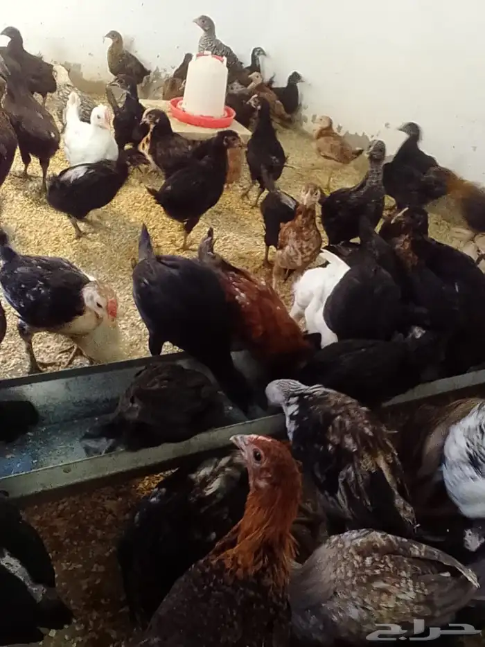 دجاج بلدي 4