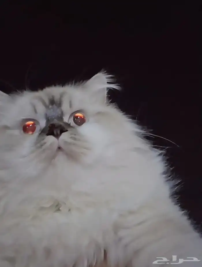 ابغى قطة انثى سكوتش او همالايا للتبني 0