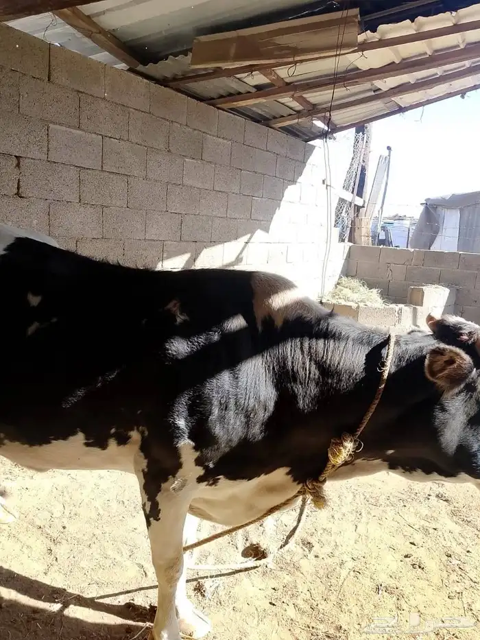 بقره هولندي للبيع 3